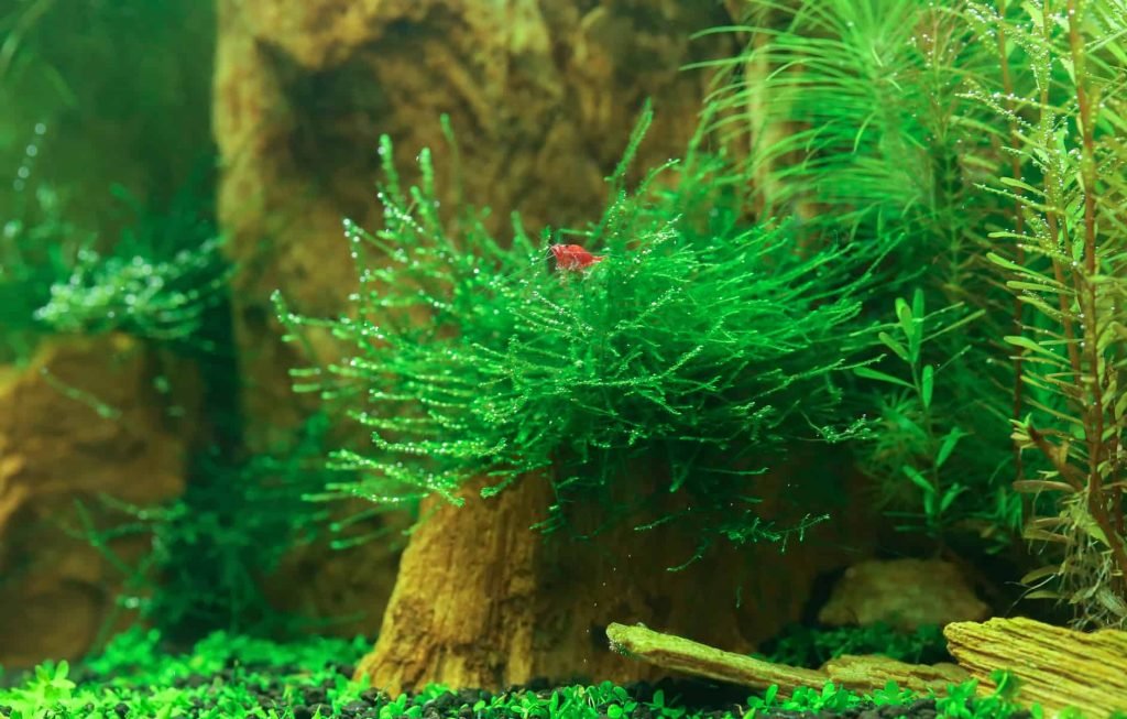 java moss