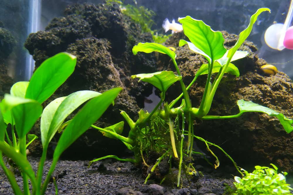 anubias plant in an aquarium