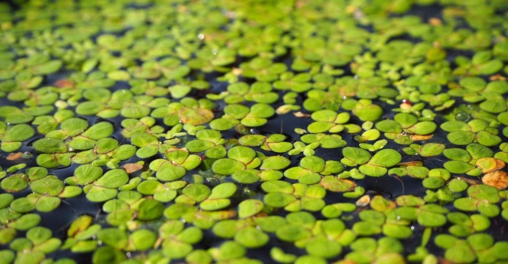 duckweed