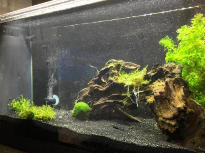 tank with peat moss. peat moss can affect your guppies' water pH levels