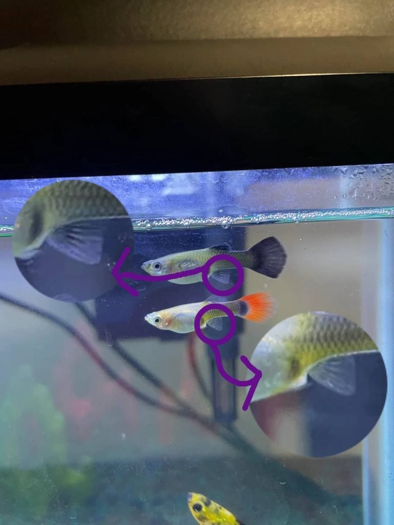 2 female guppies with their anal fins highlighted