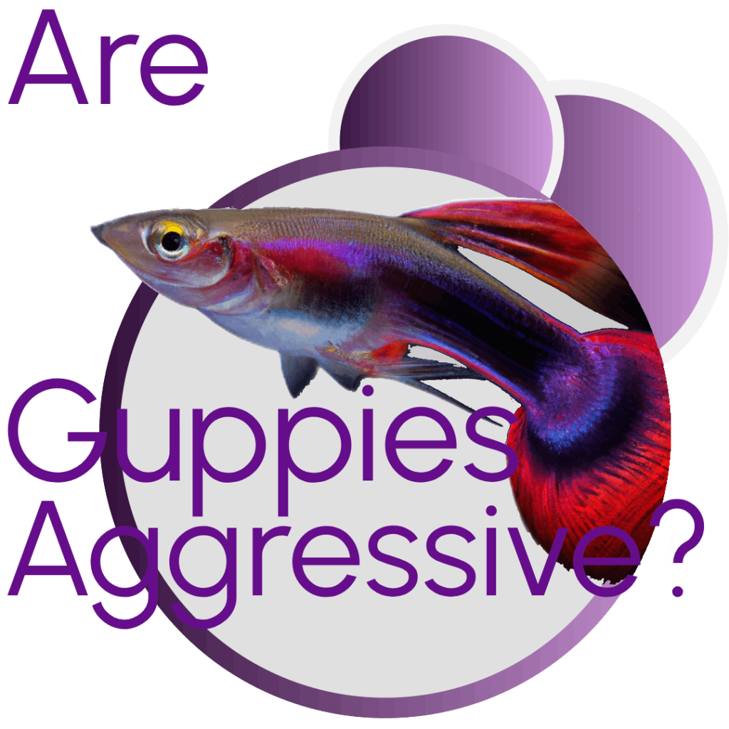 are guppies aggressive fish intro picture