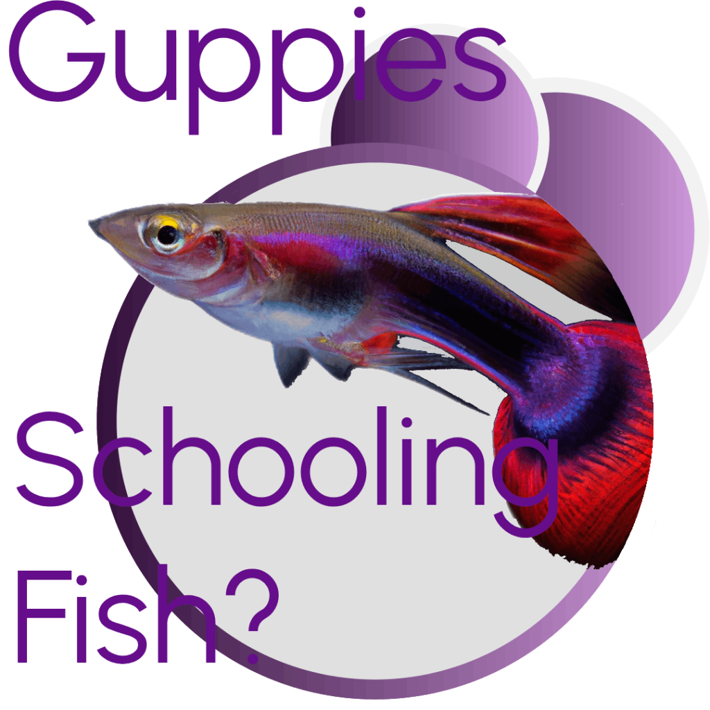 Are Guppies Schooling Fish Intro Image