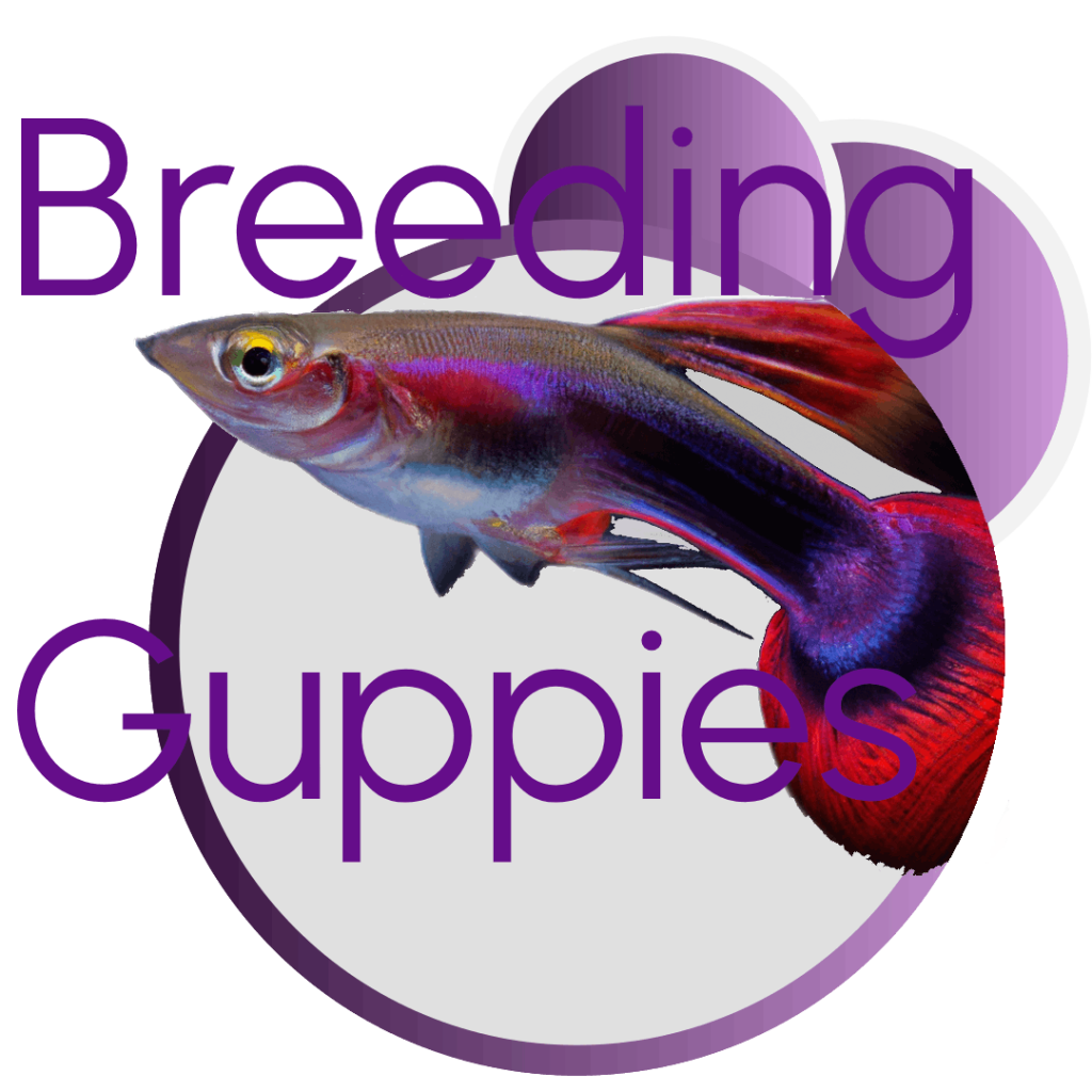 how to breed guppy fish intro picture