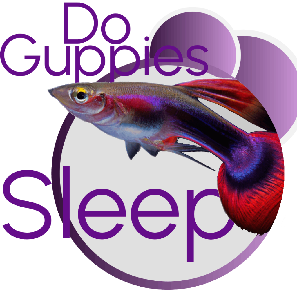 Do Guppies Sleep Intro Image