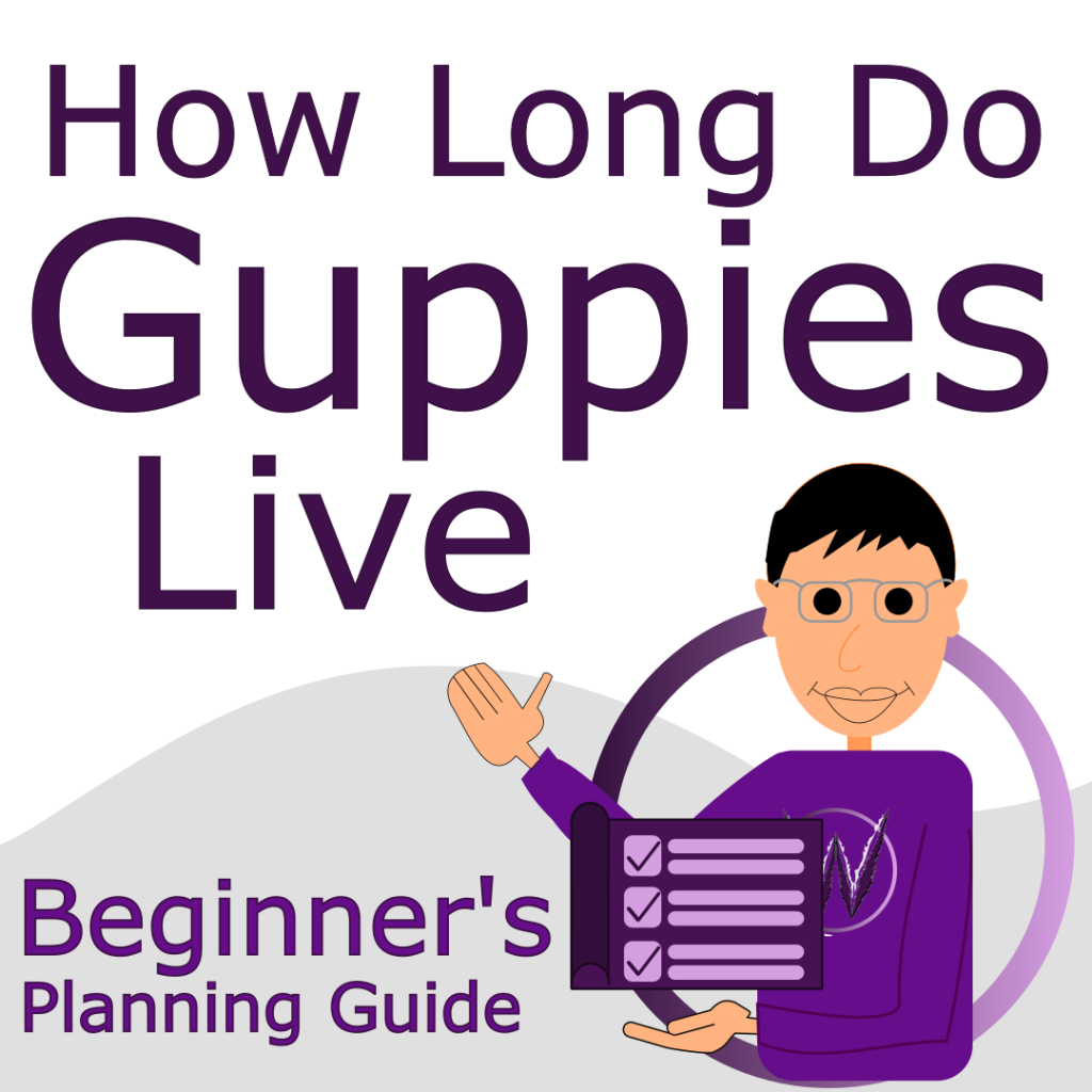 How long do guppies live featured picture