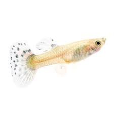 Female Guppy