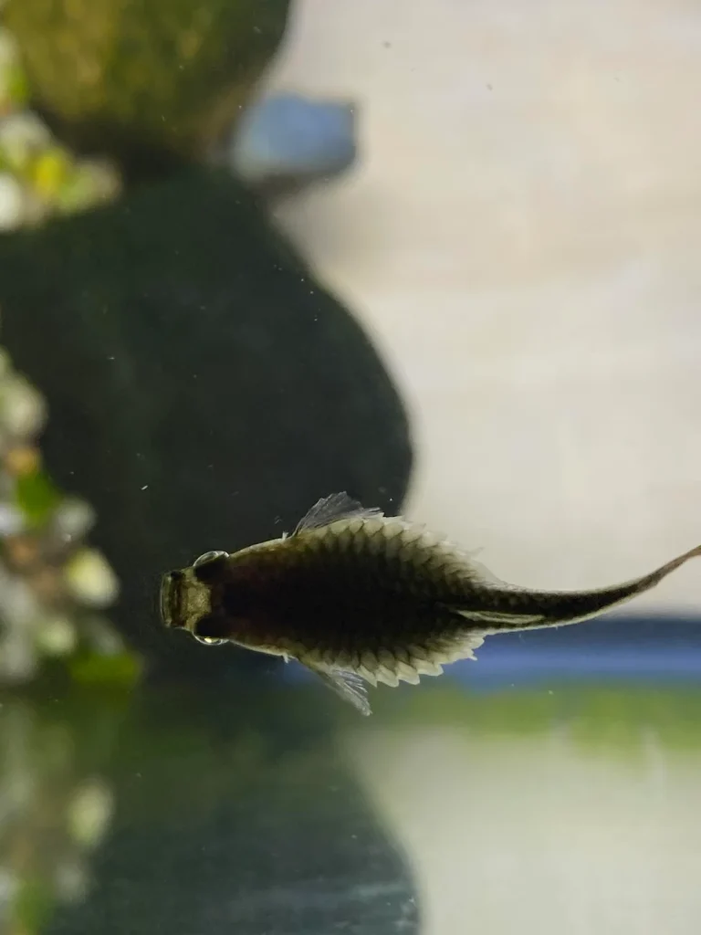 overview picture of guppy dropsy