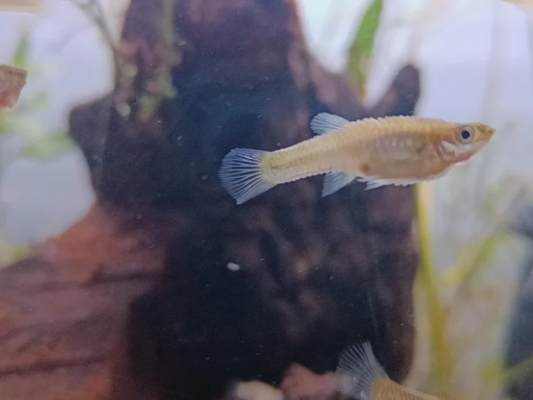 guppy fish with dropsy. pin cone like scales are a big sign