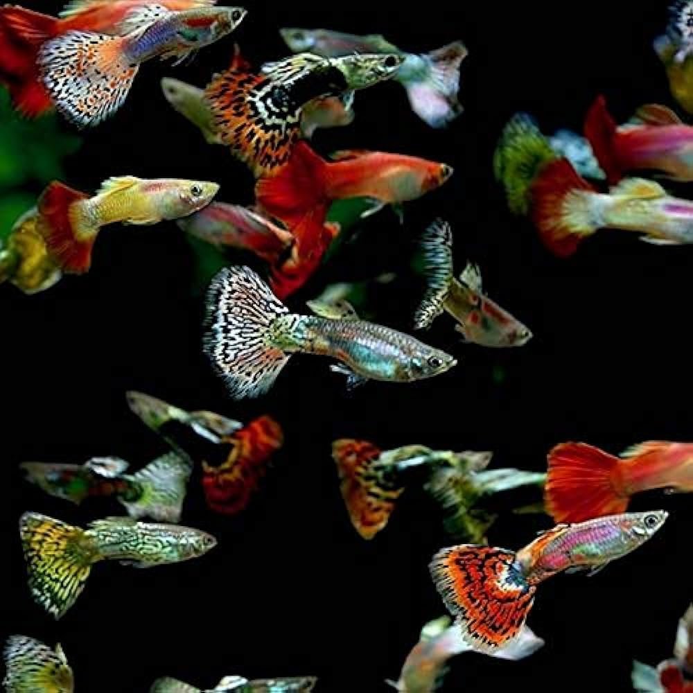 group of guppies