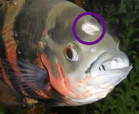 fish with Hexamitiasis a.k.a hole in the head disease