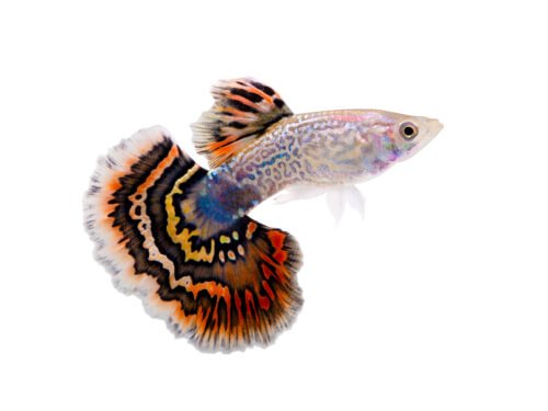 male guppy