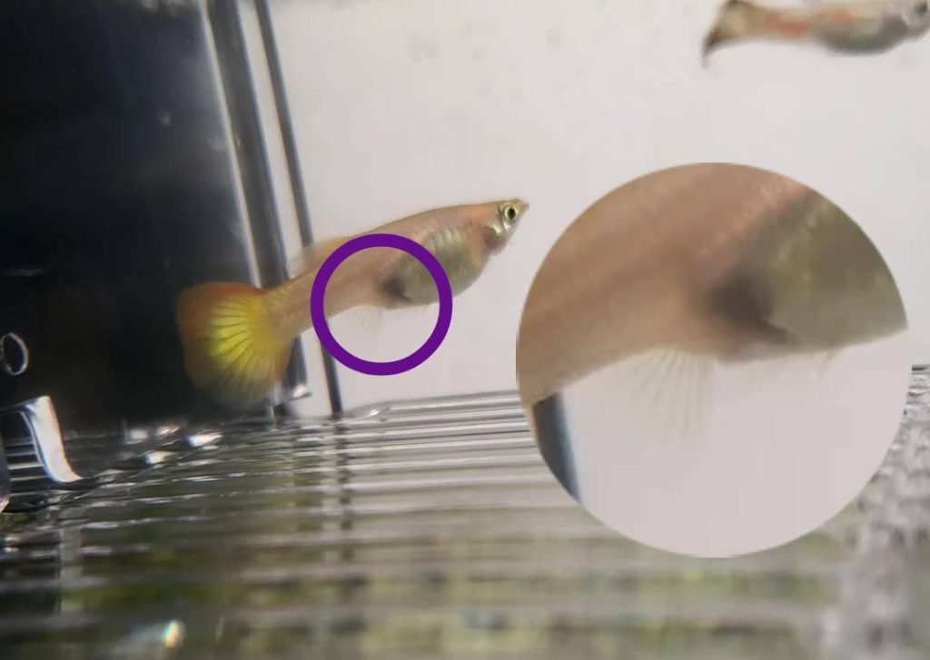 A pregnant guppy's gravid spot. by looking at the gravid spot you be able to tell whether it's male or female.