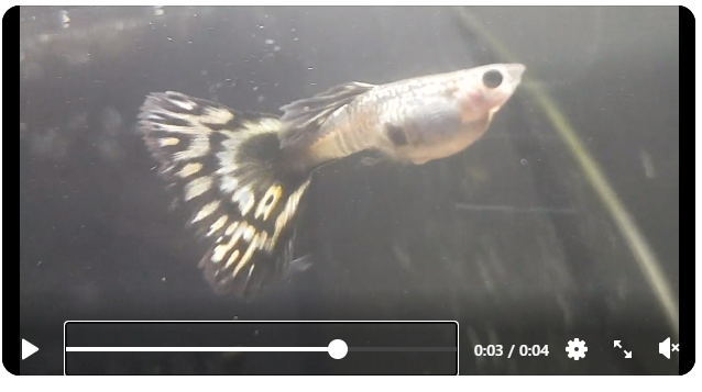 Male guppy with a dark spot resembling a gravid spot. Looking at the gravid spot can help sex guppies.