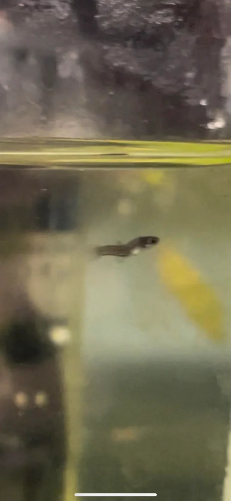 guppy fry with a bent spine