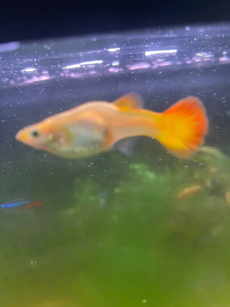 guppy with a bent spine