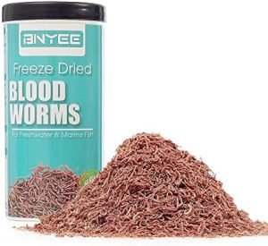 blood worms