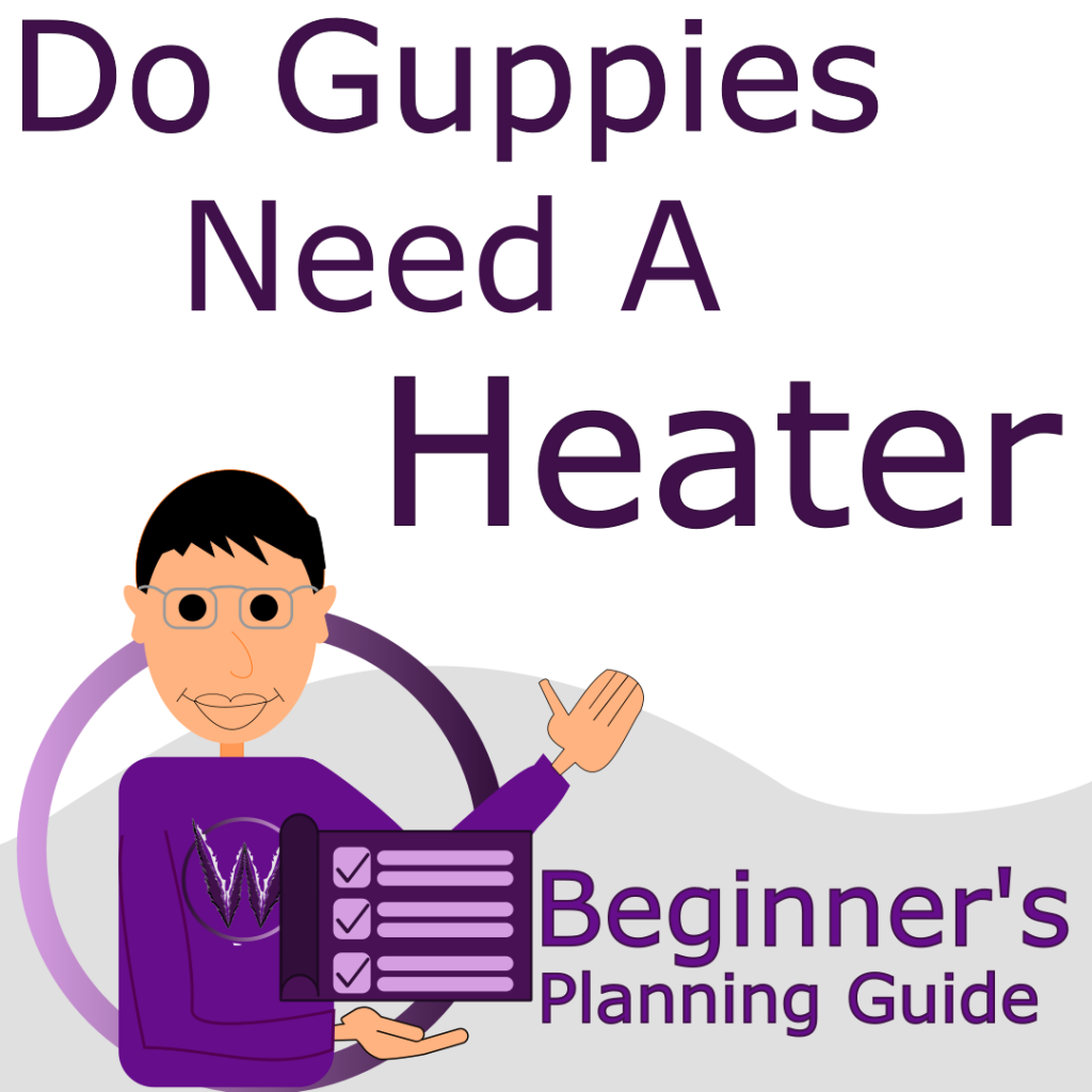 do guppies need a heater cover photo, beginners planning guide