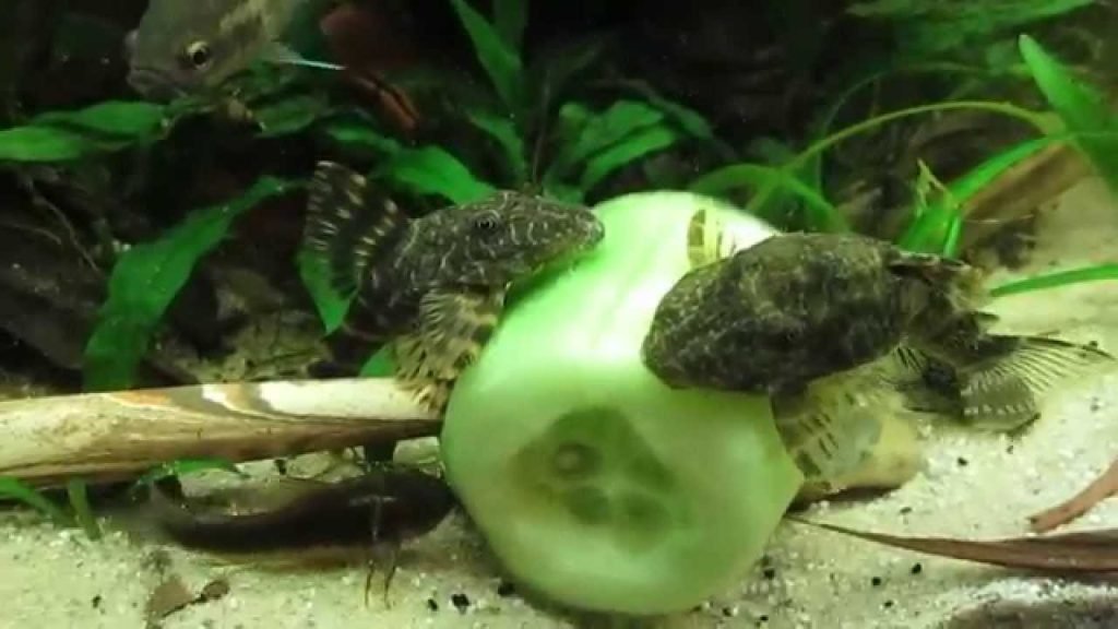 fish eating a cucumber on the bottom of a fish tank. Cucumbers are one of the things you can feed your guppies when you're out of food.