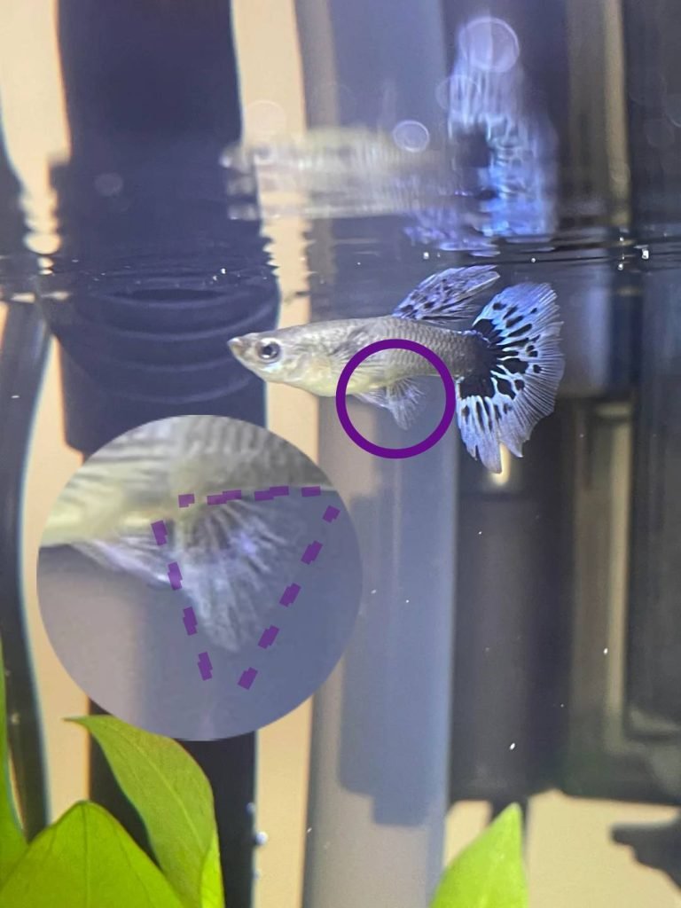 Female guppy with the anal fin highlighted