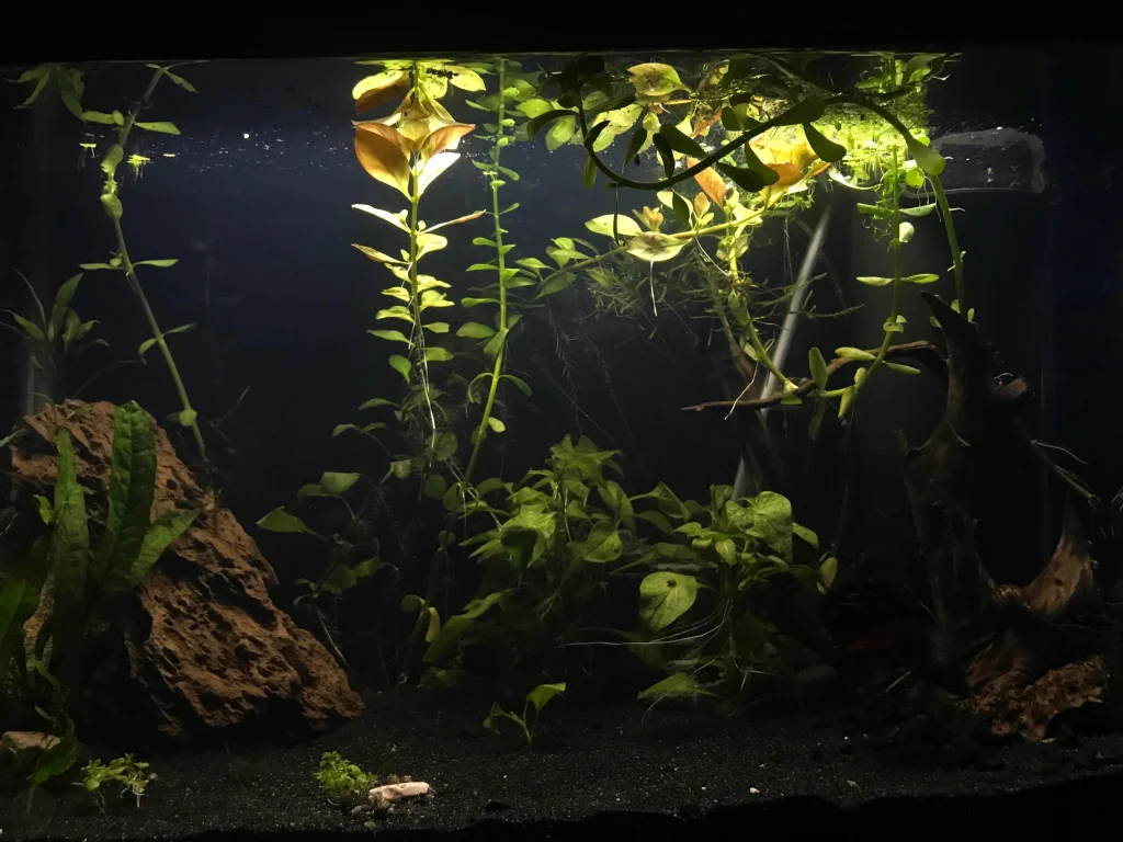 Vacation feed on the bottom of a fish tank with dramatic lighting