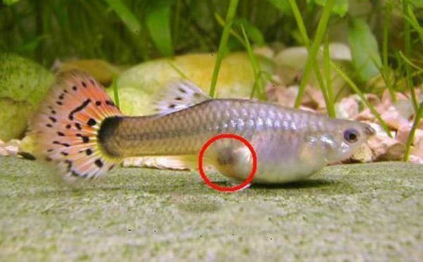 guppy's gravid spot highlighted