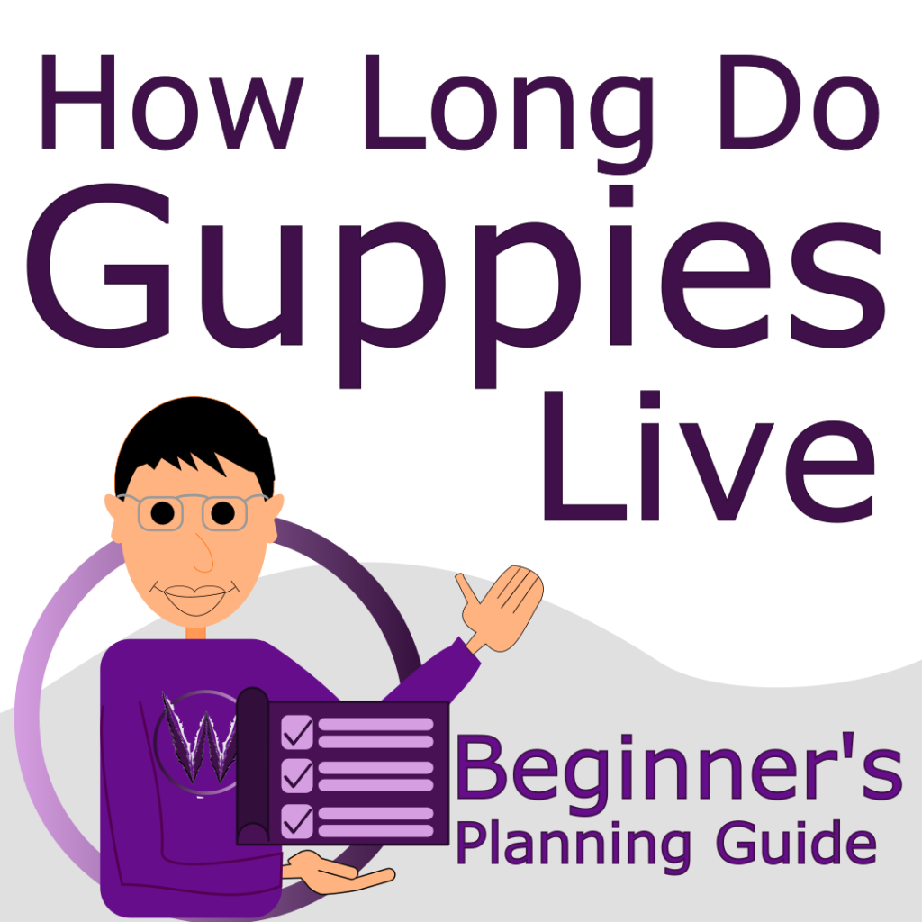 How long do guppies live cover photo - beginner's planning guide