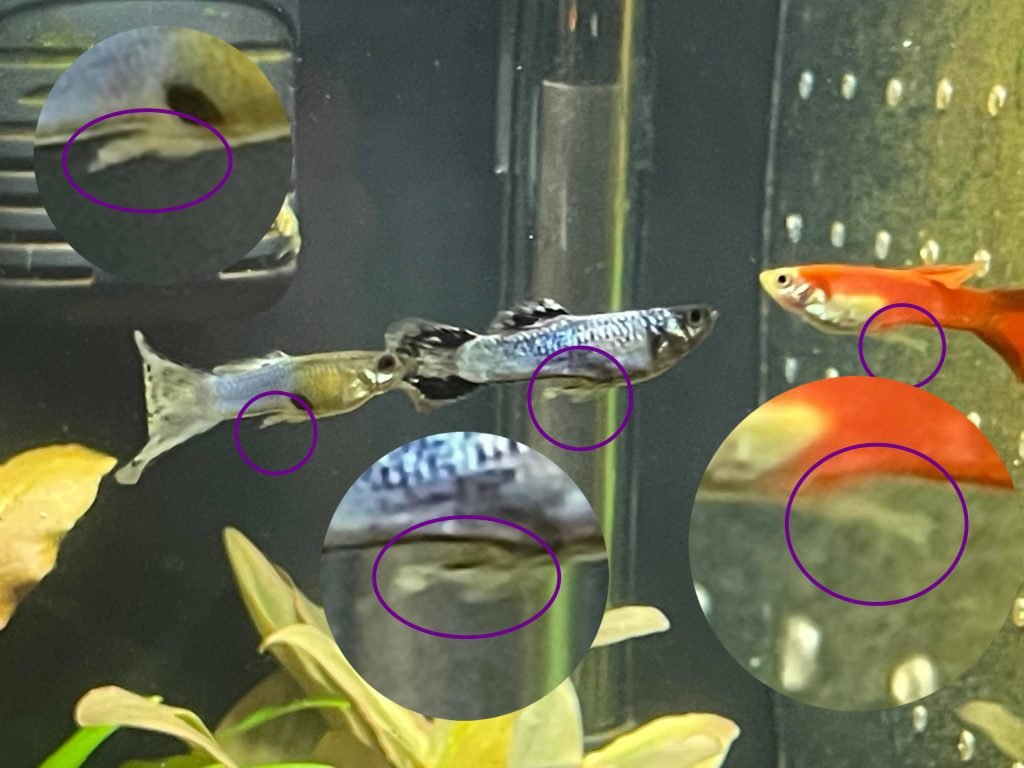 male guppies with their anal fin highlighted