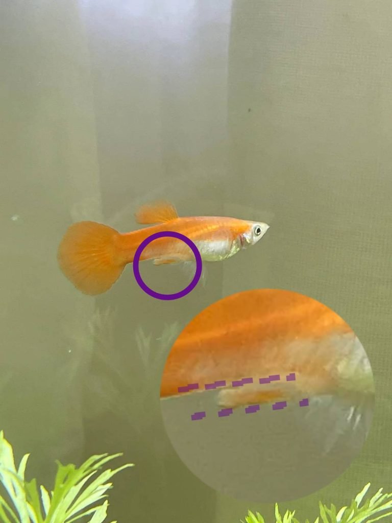 male guppy with his flat anal fish highlighted