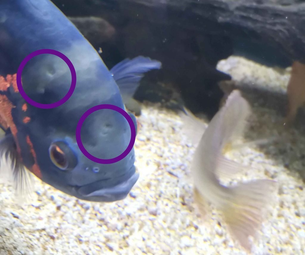 fish with Hexamitiasis a.k.a hole in the head disease