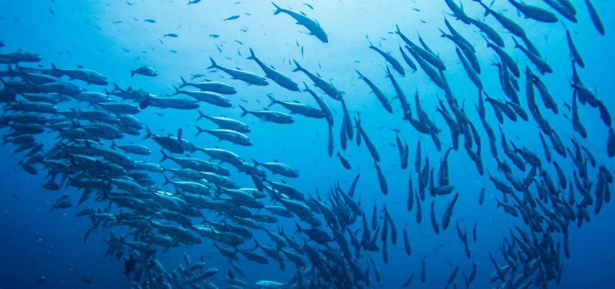 schooling fish in the ocean