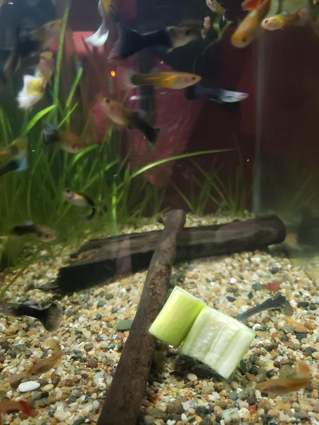 Zucchini in a fish tank. Zucchini is one a the vegetables guppies can eat.